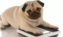 Modulo 2/Perro5.jpg