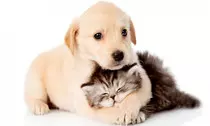 Modulo 2/Perro6.jpg