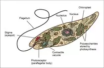 images/protista.jpg