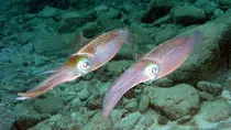 images/reefsquid.jpg