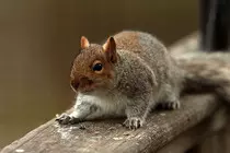 images/rodent.jpg