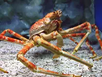 images/spidercrab.jpg
