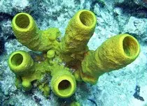 images/sponge.jpg