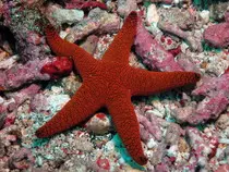 images/starfish.jpg
