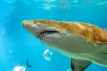 images/tigershark.jpg