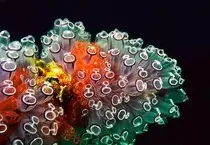 images/tunicates.jpg