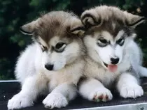 Cute Puppies (13).jpg