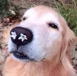 flower pup.jpg