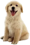 transparent dog.png