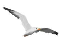 seagull.png