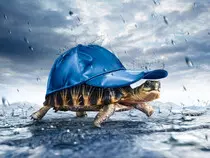 turtle.jpg