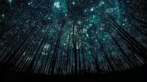 Modulo 2/cielo-estrellado-en-el-bosque.jpg