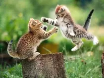 cuadros-maravillosos-animales-que-cuentan-una-L-IvIRyg.jpeg