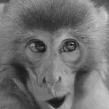 chromata/monkey1000.jpg