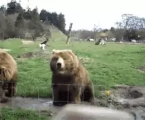 000.gif