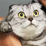 fat cat.png