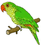 greenparrot.gif