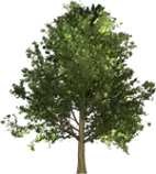 mapletree.png