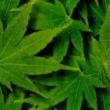 0-weed-background-marihuana.jpg