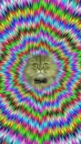 1-iPhone-5-Wallpaper-Fun-cat.jpg