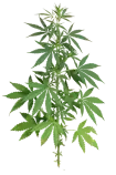 2105919.png