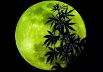 blunts-bong-funny-ganja-Favim.com-713164.jpg