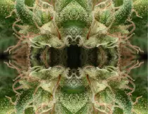 ganja_mandala_69b_by_pukaman-d5c3rua.jpg