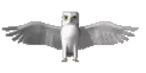 owlCLR.gif