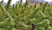 p/ER07GANJA_CULTI_ER_2647851f.jpg