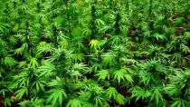 p/ganja.jpg