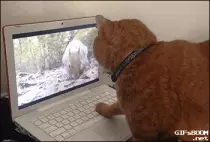 stuff/giphy.gif