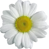 Final+Exam/daisy.png