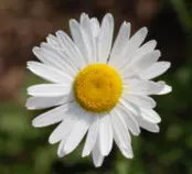 flower.jpg