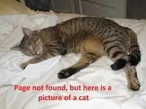 img/not-found cat.jpg