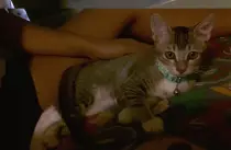 cat2.jpg
