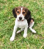 lucy.jpg