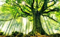 tree-01.jpg