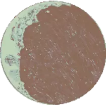 moon2.gif