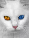gato.bmp_480_480_0_64000_0_1_0.gif
