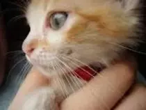gato_2.jpg