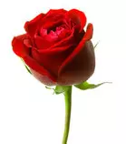 images/rosa1.jpg