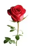 images/rosa2.jpg