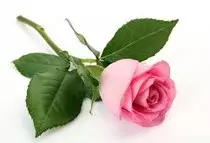 images/rosa3.jpg