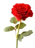 images/rosa4.jpg