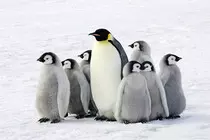 Imitations Assignment/penguins.jpg