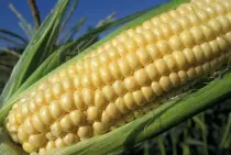 images/corn cob.jpg