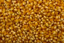 images/popcorn.jpg