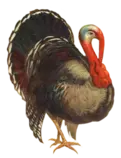 Thanksgiving/graphics/Turkey.png