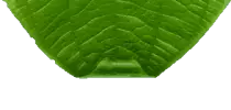 images/leafmenu52.png