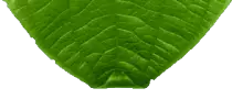 images/leafmenu6.png